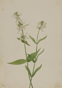Gelber Bartfaden (Pentstemon confertus) von Mary Vaux Walcott