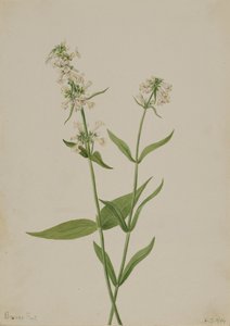 Gelber Bartfaden Pentstemon confertus, 1904 von Mary Vaux Walcott
