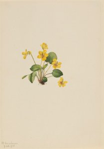 Gelbes Veilchen (Viola orbiculata) von Mary Vaux Walcott