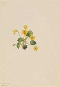 Gelbes Veilchen Viola orbiculata