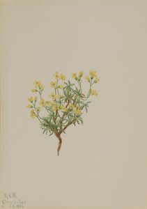 Gelbes Weidengras von Mary Vaux Walcott