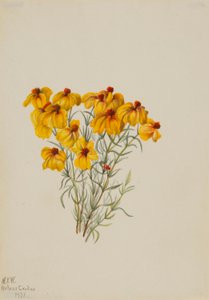 Zinnie (Zinnia grandiflora) von Mary Vaux Walcott