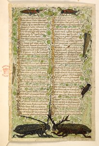 Add. 28841, f.2: Gehörnte Käfer, Grillen und eine Heuschrecke. Traktat über die Tugenden und Laster und eine anonyme Prosageschichte Siziliens (Fragment) Cocharelli