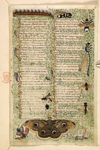 Wespen, Motten, Libellen und eine Raupe, aus einem Traktat über die Tugenden und Laster und einer anonymen Prosageschichte Siziliens (Fragment), ca. 1330-40