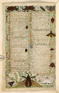 Add. 28841, f.4v: Motten und gehörnte Käfer, aus einem Traktat über die Tugenden und Laster und einer anonymen Prosageschichte Siziliens (Fragment), ca. 1330-40