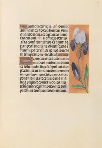 Stundenbuch der Königin Isabella der Katholischen, Königin von Spanien: Fol. 244r, ca. 1500 von Master of the First Prayerbook of Maximillian