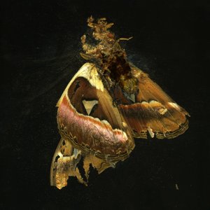 Insektizid 11