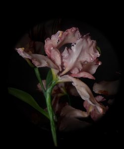 Venale Muse, Viridor, 2012