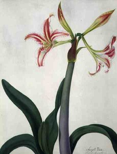 Amaryllis Vitata von Matilda Conyers