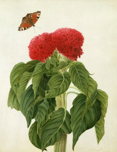 Celosia Argentea Cristata und Schmetterling
