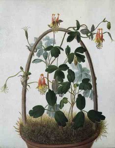 Tropaeolum Tuberosum von Matilda Conyers
