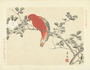 Roter Papagei auf Ast mit weißen Blumen von Matsumura Keibun