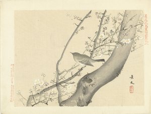 Vogel im Baum mit weißen Blüten Blumen- und Vogelskizzen von Keibun - Teil eins (Serientitel) Keibun kacho gafu zenpen (Serientitel auf Objekt) von Matsumura Keibun