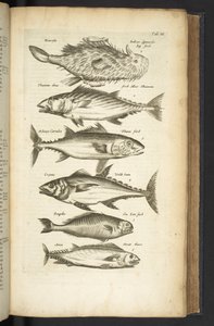 Tafel III, Thunfische, Illustration aus 