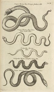 Tafel IX, Seeschlangen, Illustration aus 