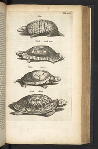 Tab LXXX, Schildkröten, Illustration aus 