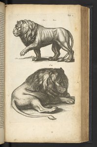 Tab L, Löwen, Illustration aus 