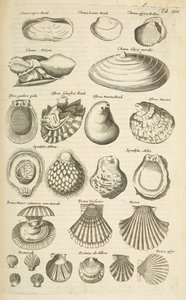 Tab XIIII, Verschiedene Muscheln, Illustration aus 