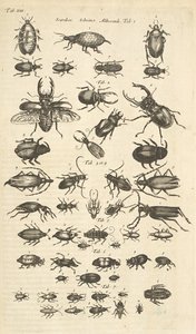 Tab XIII, Käfer, Illustration aus 