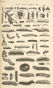 Tafel XIX, Raupen, Illustration aus 