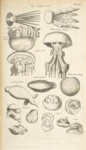 Tafel XIX, Quallen, Seegurken und andere Meereslebewesen, Illustration aus 