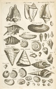Tafel XI, Verschiedene Muscheln, Illustration aus 