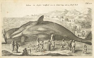 Tafel XLII, Wal, Illustration aus 