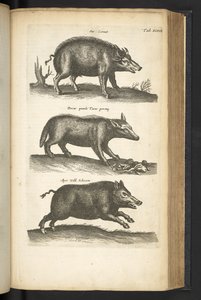 Tafel XLVIII, Wildschwein, Illustration aus 