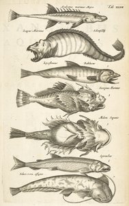 Tafel XLVII, Fischarten, Illustration aus 