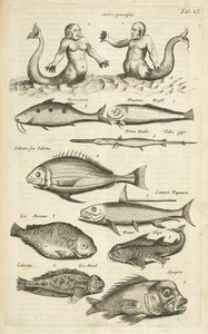 Tafel XL, Anthropomorphos; Meerjungfrau; Meermann; Tropische Fische, Illustration aus 