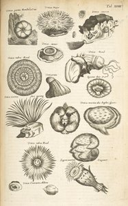 Tafel XVIII, Meeresleben, Illustration aus 