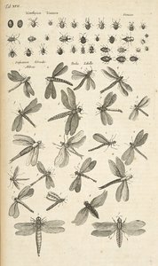 Tafel XVII, Libellen, Illustration aus 