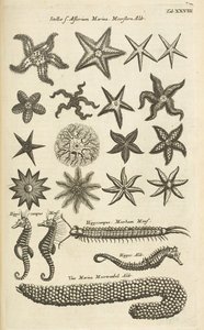 Tafel XXVIII, Seesterne und Seepferdchen, Illustration aus 