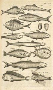 Tafel XXXIII, Stachelige Fische, Illustration aus 