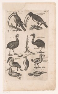Tukane und andere Vögel