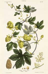 Hopfenranke, aus 