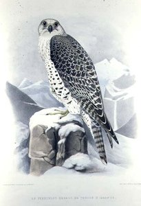 Isländischer Falke, aus 