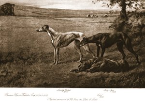 Die Hunde des Herzogs von Leeds, 1911
