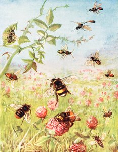 Die fleißigen Bienen und ihre Cousins (Farblitho)