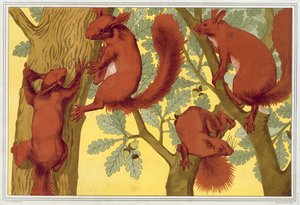 Eichhörnchen, veröffentlicht 1897