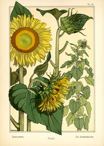 Die Sonnenblume von Maurice Pillard Verneuil