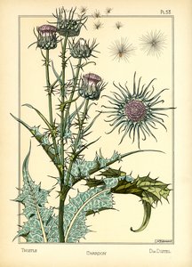 Die Distel