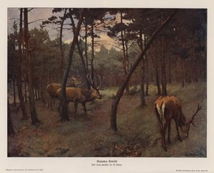 Deutscher Rothirsch von Max Hunten Hunten