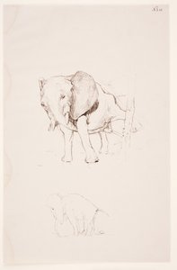 "Weg der Befleckung" - Elefant verrichtet seine Notdurft. 2 Studien von Max Klinger