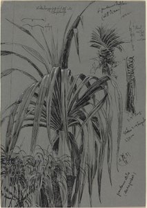 Studien von Schraubenpalmen aus Madagaskar von Max Seliger
