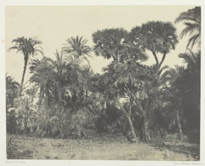 Dattel- und Doumpalmenwald, Oberägypten