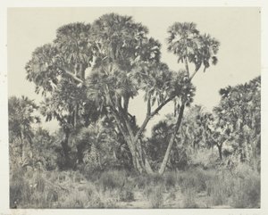 Doum-Palmen, Oberägypten von Maxime Du Camp