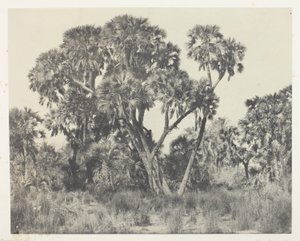 Doum-Palmen, Oberägypten von Maxime Du Camp