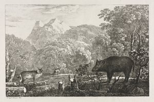 Wildschwein, Wildkatze und Luchs, 1807 von Maximilian Josef Wagenbauer