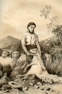 Schafschur, 1879